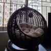 Tabletop Pet Swing Bed