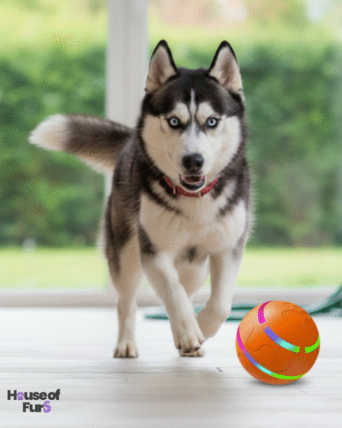 Interactive toy for pets1 Remote Controlled Interactive Pet Ball