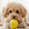 Pet Interactive ball2 Smart Sound-Activated Pet Ball Toy
